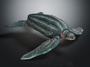 海龟 棱角龟 乌龟 动物 野生动物