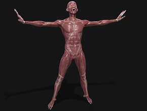 人体肌肉组织 人体肌肉解剖 医学模型 人体结构 PBR材质