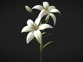 百合花 植物 白百合 花卉 花朵 PBR材质