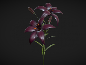 百合花 植物 花卉 花朵 PBR材质 黑百合