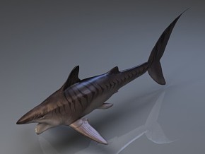 旋齿鲨2  生物  动物  鲨鱼  写实