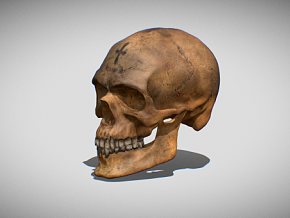 头骨 头盖骨 骷髅头 颅骨 人类头骨 人体骨骼 带牙齿 人骨 头颅 人体骨头 医学解剖