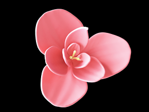 粉色三花瓣 鲜花 粉色花 动画 植物