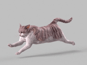 猫咪 带骨骼动作 写实小猫 虎斑猫 带走跑休闲动画 影视猫
