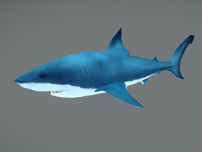 鲨鱼 卡通鲨鱼 Q版鲨鱼 海底生物 大白鲨 海洋动物 卡通鱼 手绘鲨鱼