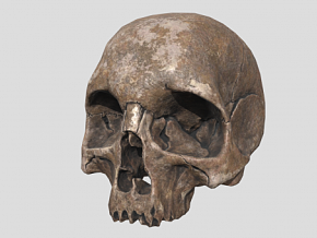 骷髅头 骷髅 颅骨 头骨 骨骼 尸骸 PBR材质 旧人类头骨