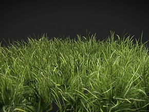 三维真实草地 草地 绿地 植物 小草 草丛 场景素材 绿植 草原