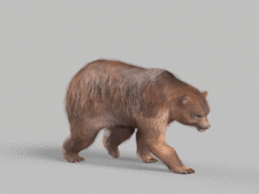 棕熊 灰熊 次世代狗熊  全套骨骼动作600多帧   走跑跳攻击死亡动画