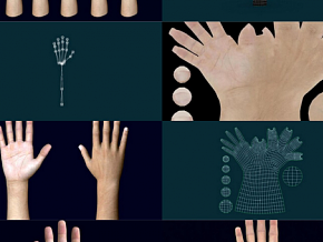 手掌（带动画）有绑定 手臂 男性手掌 手部 手指 女人手 手指计数 解剖学