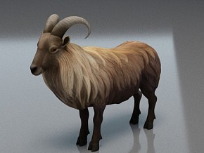 喜马拉雅山羊  山羊  哺乳动物  动物  写实