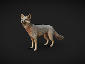 次世代  写实  小狐狸  动物  生物  模型