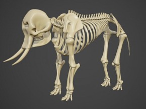 次世代 大象骨架 象科动物骨架 生物教材 大象骨头 大象身体结构