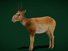 赛加羚羊哺乳动物 羚羊 山羊 藏羚羊  雪原 动物 嶝羚羊 次世代 PBR