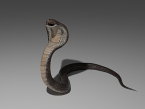 眼镜蛇 蛇 蟒蛇 毒蛇 写实眼镜蛇 PBR蛇