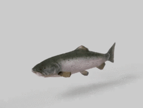 鲑鱼 带游泳动作  写实  动物  鱼类