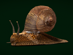 蜗牛 卡通蜗牛 昆虫 蛞蝓 次世代 PBR 软体动物 爬行动物 写实昆虫 小蜗牛 极速蜗牛 巨型蜗牛