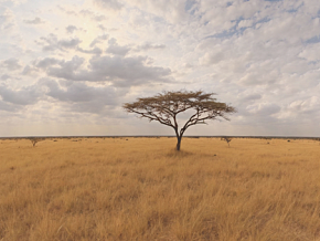 蓝天白云 天空盒 全景图 大自然美景 风景  热带草原 非洲草原 VR HDR 秋天 冬天