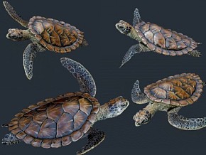 绿海龟 石龟 乌龟 海龟 巨龟   PBR