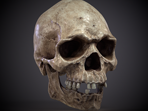 人类头骨 写实 骨骼 科考 医学 骨头