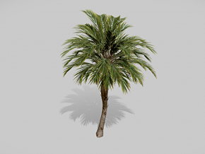 棕榈树 椰子树 芭蕉树 蕨类植物 热带树木 热带植物 沙滩植物 树木 南方树种 夏季树 热带灌木