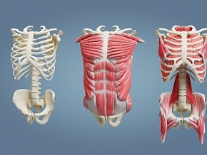 人体  上半身肌肉  组织  器官  写实